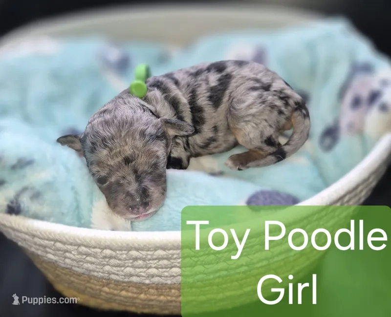 Toy Poodle 1 – Poodle - Toy  puppy for sale in Memphis, TN