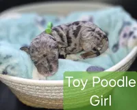 Toy Poodle 1, a female Poodle - Toy  for sale in Memphis, TN – 1 of 2