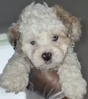 Bolt- Price Reduced (Must pay in full), a male Maltipoo and Poodle - Toy  for sale in Memphis, TN – 3 of 10