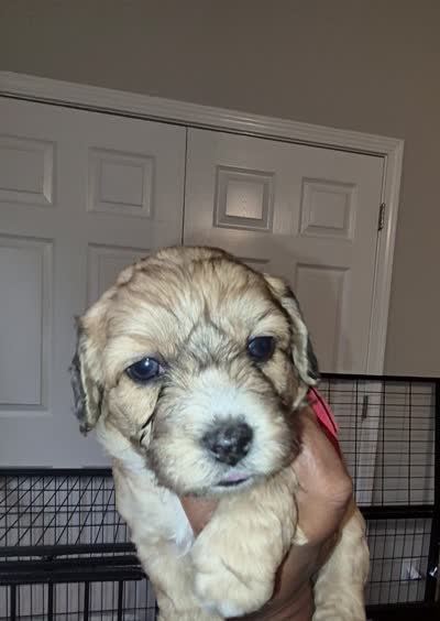 Ace- Price Reduced (Must pay in full), a male Maltipoo and Poodle - Toy  for sale in Memphis, TN – 9 of 9