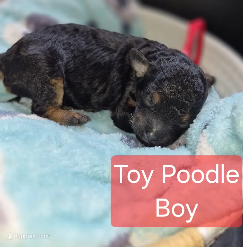 Toy Poodle 5 – Poodle - Toy  puppy for sale in Memphis, TN