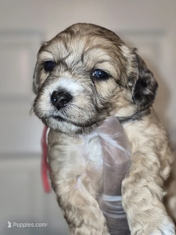 Ace – Maltipoo, Poodle - Toy  puppy for sale in Memphis, TN