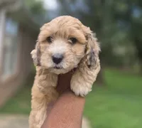 Ace- Price Reduced (Must pay in full), a male Maltipoo and Poodle - Toy  for sale in Memphis, TN – 2 of 9