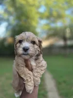 Ace- Price Reduced (Must pay in full), a male Maltipoo and Poodle - Toy  for sale in Memphis, TN – 4 of 9