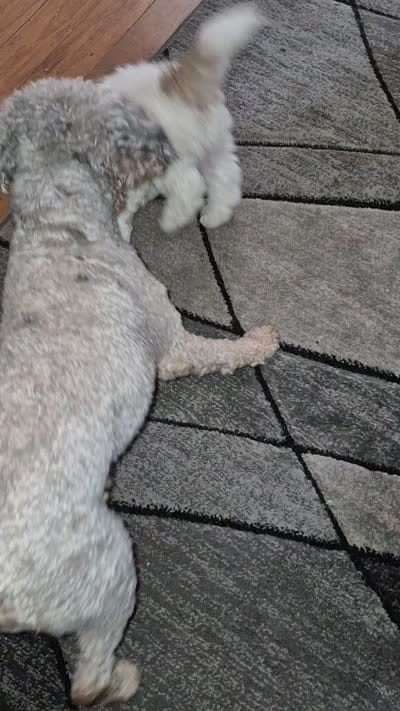 Bolt- Price Reduced (Must pay in full), a male Maltipoo and Poodle - Toy  for sale in Memphis, TN – 10 of 10