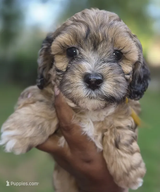 Max – Maltipoo, Poodle - Toy  puppy for sale in Memphis, TN