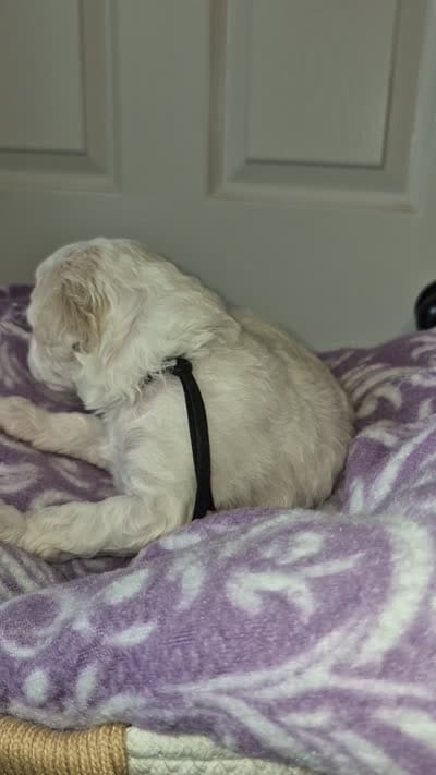 Charm, a female Poodle - Toy  for sale in Memphis, TN – 4 of 4