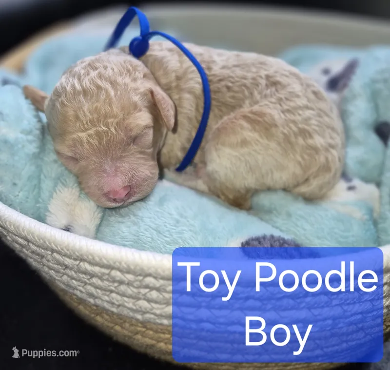 Toy Poodle 4 – Poodle - Toy  puppy for sale in Memphis, TN