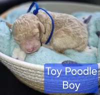 Toy Poodle 4, a male Poodle - Toy  for sale in Memphis, TN – 1 of 2