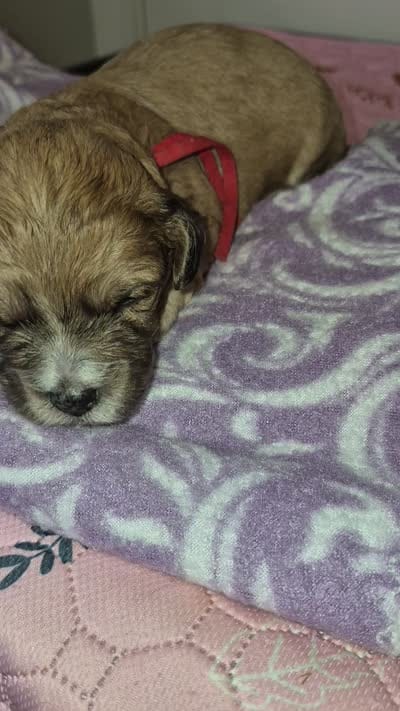 Ace, a male Maltipoo and Poodle - Toy  for sale in Memphis, TN – 4 of 4