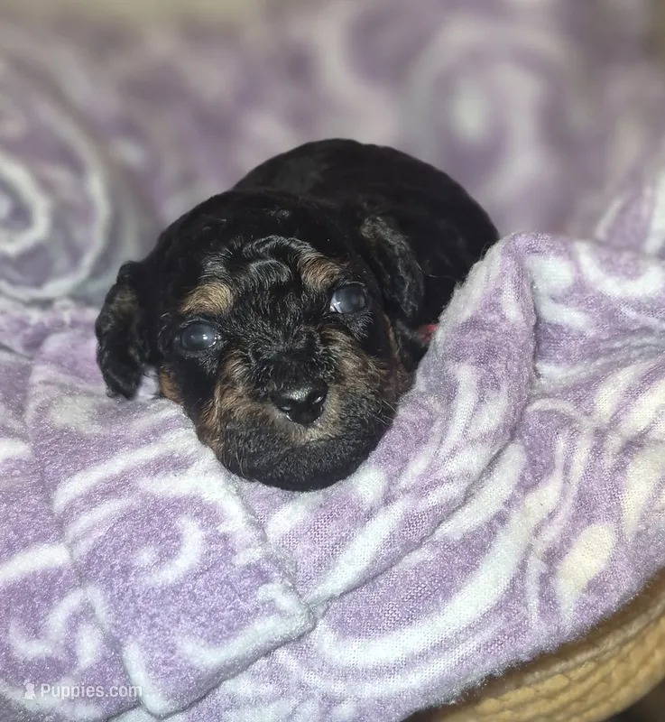 Toy Poodle 5 – Poodle - Toy  puppy for sale in Memphis, TN