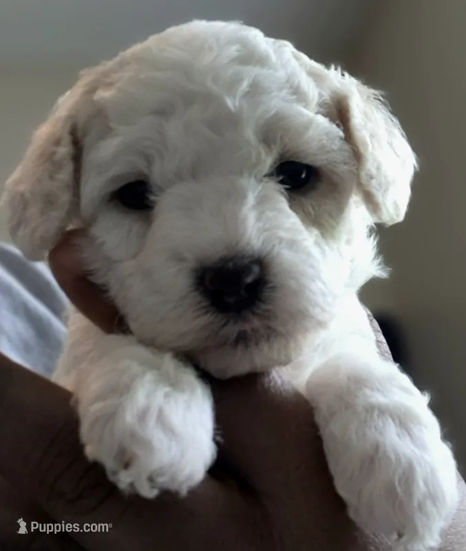 Charm – Poodle - Toy  puppy for sale in Memphis, TN
