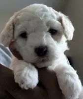 Charm, a female Poodle - Toy  for sale in Memphis, TN – 1 of 4