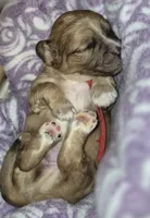 Ace, a male Maltipoo and Poodle - Toy  for sale in Memphis, TN – 3 of 4