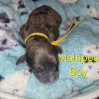 Max, a male Maltipoo and Poodle - Toy  for sale in Memphis, TN – 4 of 5