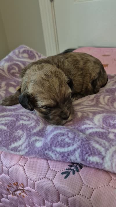 Bear, a male Maltipoo and Poodle - Toy  for sale in Memphis, TN – 3 of 4