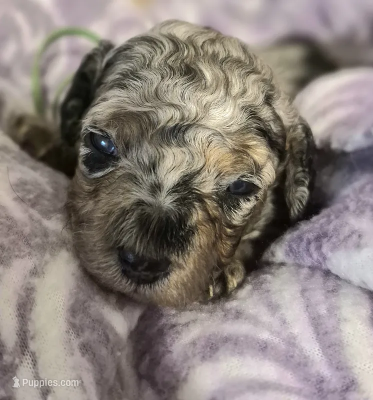 Toy Poodle 1 – Poodle - Toy  puppy for sale in Memphis, TN