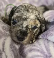 Toy Poodle 1, a female Poodle - Toy  for sale in Memphis, TN – 2 of 2