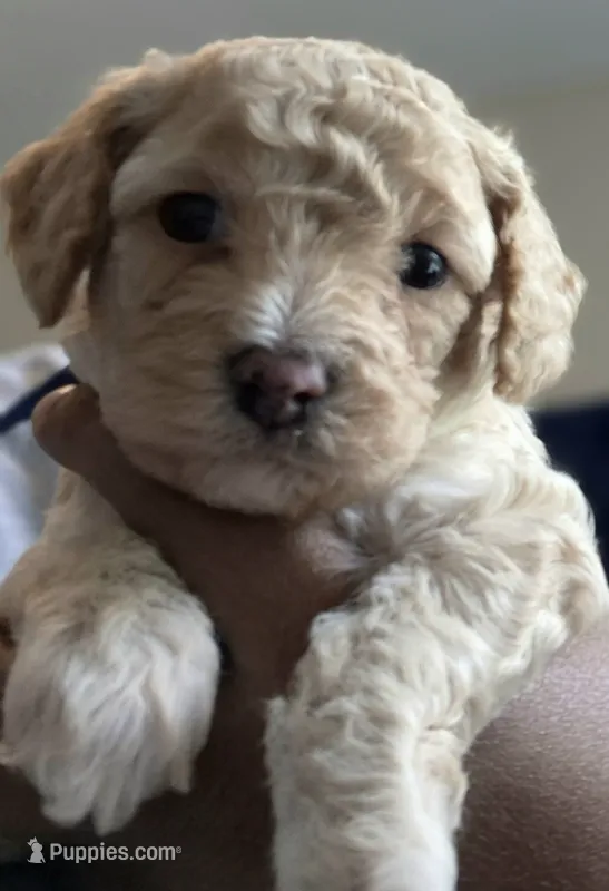 Leo – Poodle - Toy  puppy for sale in Memphis, TN