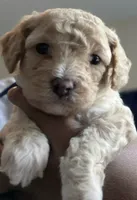 Leo, a male Poodle - Toy  for sale in Memphis, TN – 1 of 4