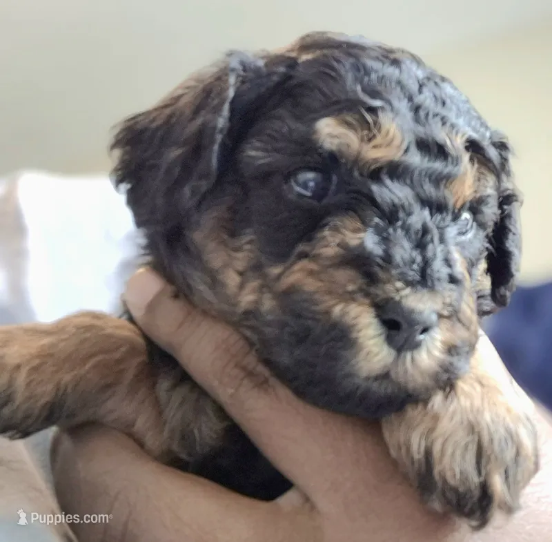 Rocky – Poodle - Toy  puppy for sale in Memphis, TN