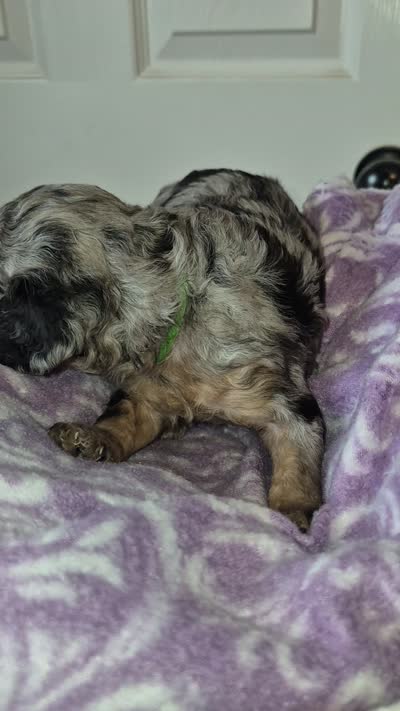 Piper, a female Poodle - Toy  for sale in Memphis, TN – 4 of 4