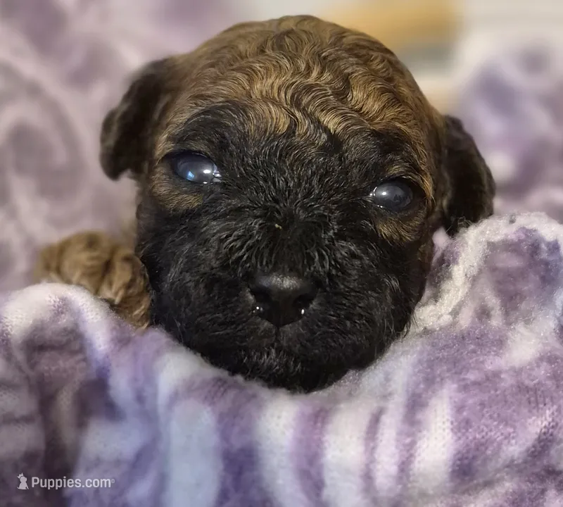 Toy Poodle 2 – Poodle - Toy  puppy for sale in Memphis, TN