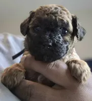 Prue, a female Poodle - Toy  for sale in Memphis, TN – 1 of 4