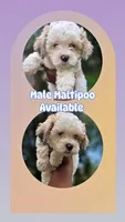 Bolt- Price Reduced (Must pay in full), a male Maltipoo and Poodle - Toy  for sale in Memphis, TN – 2 of 10