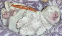 Bolt, a male Maltipoo and Poodle - Toy  for sale in Memphis, TN – 3 of 5