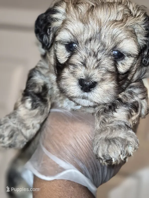 Duke – Maltipoo, Poodle - Toy  puppy for sale in Memphis, TN