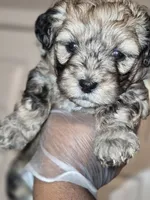 Duke, a male Maltipoo and Poodle - Toy  for sale in Memphis, TN – 1 of 3
