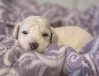 Toy Poodle 3, a female Poodle - Toy  for sale in Memphis, TN – 1 of 2