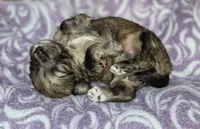 Bear, a male Maltipoo and Poodle - Toy  for sale in Memphis, TN – 4 of 4
