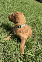 Aqua Collar, a female Goldendoodle for sale in Pontotoc, MS – 2 of 3