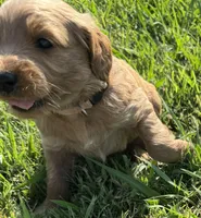 Mauve Collar, a female Goldendoodle for sale in Pontotoc, MS – 3 of 3