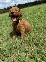 Yellow Collar, a female Goldendoodle for sale in Pontotoc, MS – 5 of 5