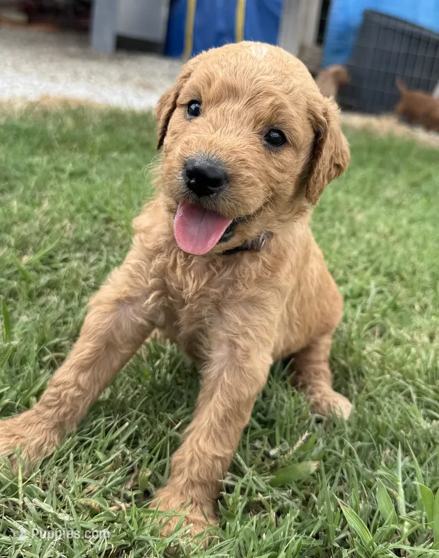 Purple Collar – Goldendoodle puppy for sale in Pontotoc, MS
