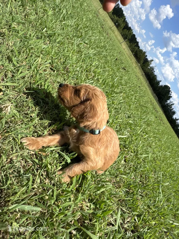 Aqua Collar – Goldendoodle puppy for sale in Pontotoc, MS