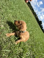 Aqua Collar, a female Goldendoodle for sale in Pontotoc, MS – 3 of 3