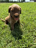 Red Collar, a male Goldendoodle for sale in Pontotoc, MS – 2 of 7