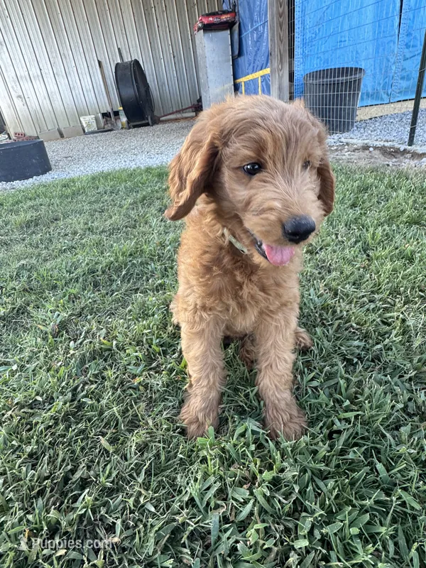 Teal Collar – Goldendoodle puppy for sale in Pontotoc, MS