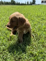 Red Collar, a male Goldendoodle for sale in Pontotoc, MS – 6 of 7