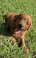 Orange Collar, a female Goldendoodle for sale in Pontotoc, MS – 2 of 4