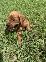 White Collar, a female Goldendoodle for sale in Pontotoc, MS – 5 of 5