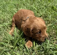 White Collar, a female Goldendoodle for sale in Pontotoc, MS – 1 of 5