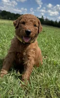 Yellow Collar, a female Goldendoodle for sale in Pontotoc, MS – 3 of 5