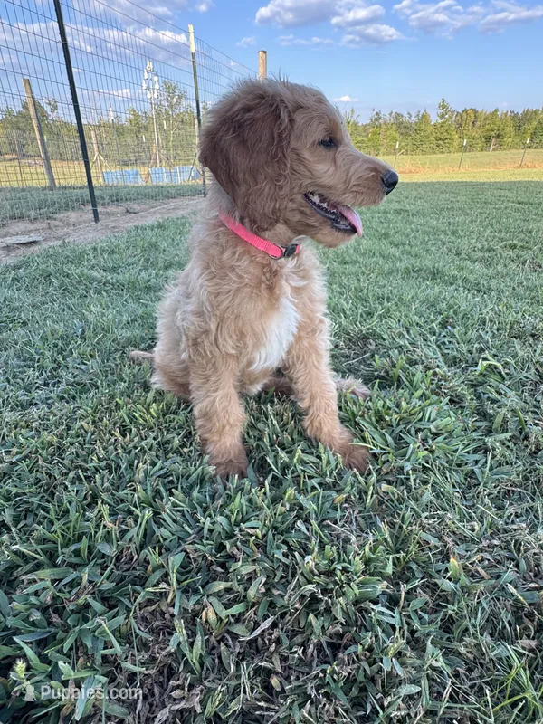 Hot Pink Collar – Goldendoodle puppy for sale in Pontotoc, MS