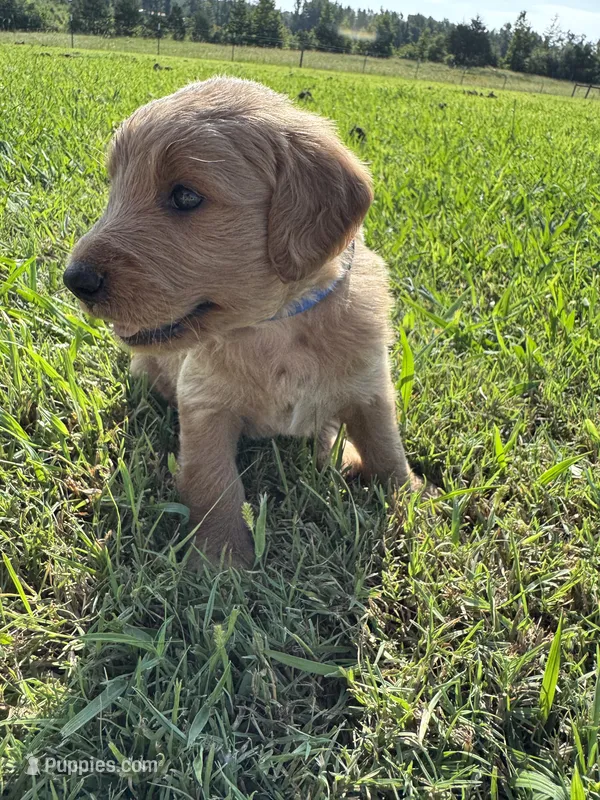 Blue Collar – Goldendoodle puppy for sale in Pontotoc, MS