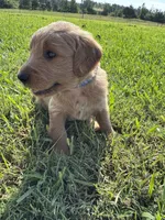 Blue Collar, a male Goldendoodle for sale in Pontotoc, MS – 1 of 1